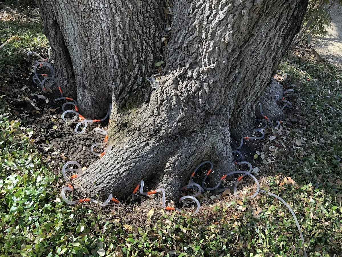 Detailed Tree Cabling and Bracing job site in Mccurtain