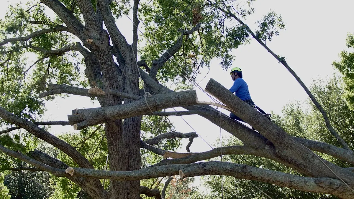 Professional Hazardous Tree Removal performed by certified arborists in Mccurtain